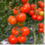 Томат Буллз F1 ранний высокий, семена Leda Agro, 5 шт