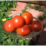 Томат Кристалл F1 круглый высокорослый, семена Leda Agro, 5 шт