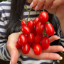 Томат Дольчесио F1 низкорослый черри, семена Leda Agro, 10 шт