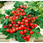 Томат Флорида 47 F1 детерминантний Leda Agro, 10 семян