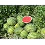 Арбуз Бомбейро F1, очень ранний круглый, семена Leda Agro, 5 шт