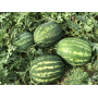 Арбуз Хилон F1 типа Кримсон Свит, семена Leda Agro, 5 шт