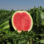 Арбуз АУ Продюсер, овальный ранний, семена Leda Agro, 1 г