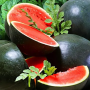 Арбуз Шуга Бейби, семена Leda Agro, 1 г