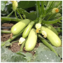 Кабачок Искандер F1 Leda Agro, 5 шт
