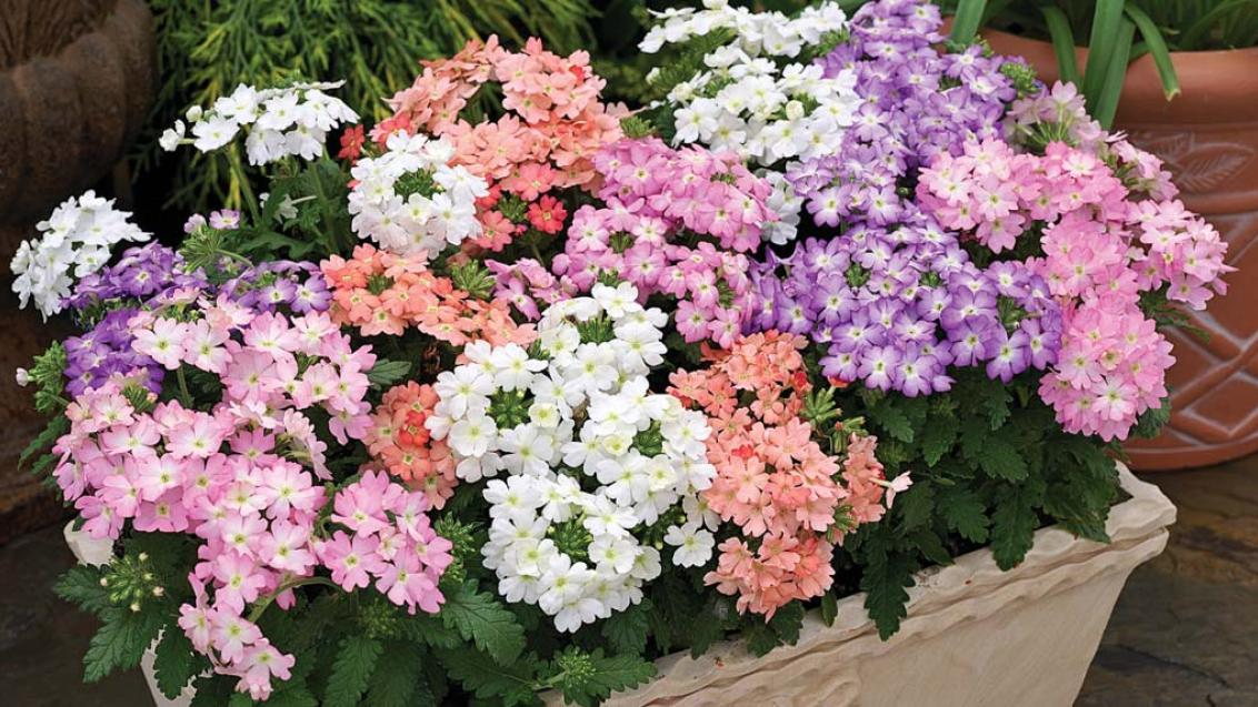 Вербена